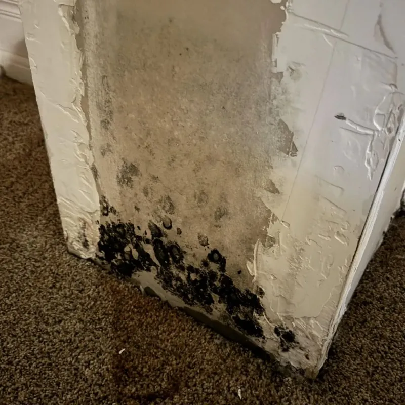 Professional Mold Removal in Rahway, NJ